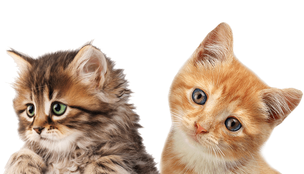 Cats Png Free Images Download