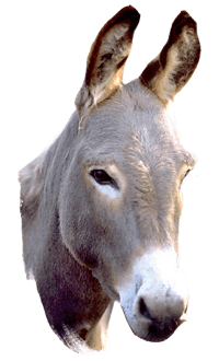 44+ New Horse Face Clipart - Pin by Tiffany Shorter on AFRICAâ | African women art : Schau dir unsere auswahl an horse head clipart an, um die tollsten.