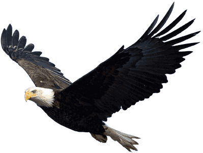 Eagle Png Image Free Picture Download