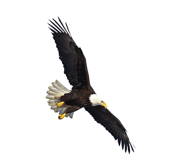 Eagle Png Image Free Picture Download