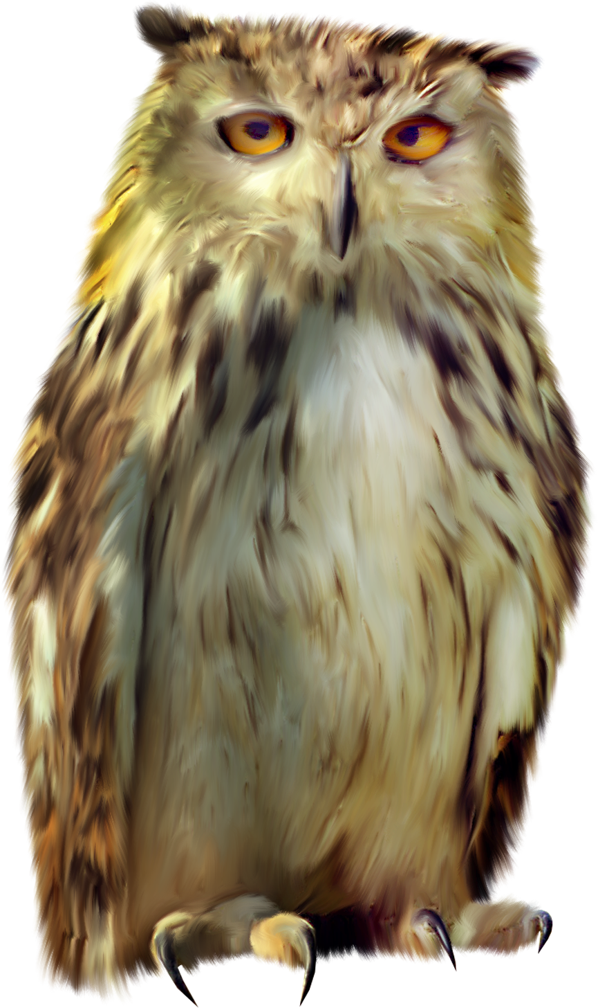 While many people know a litt. Owl PNG