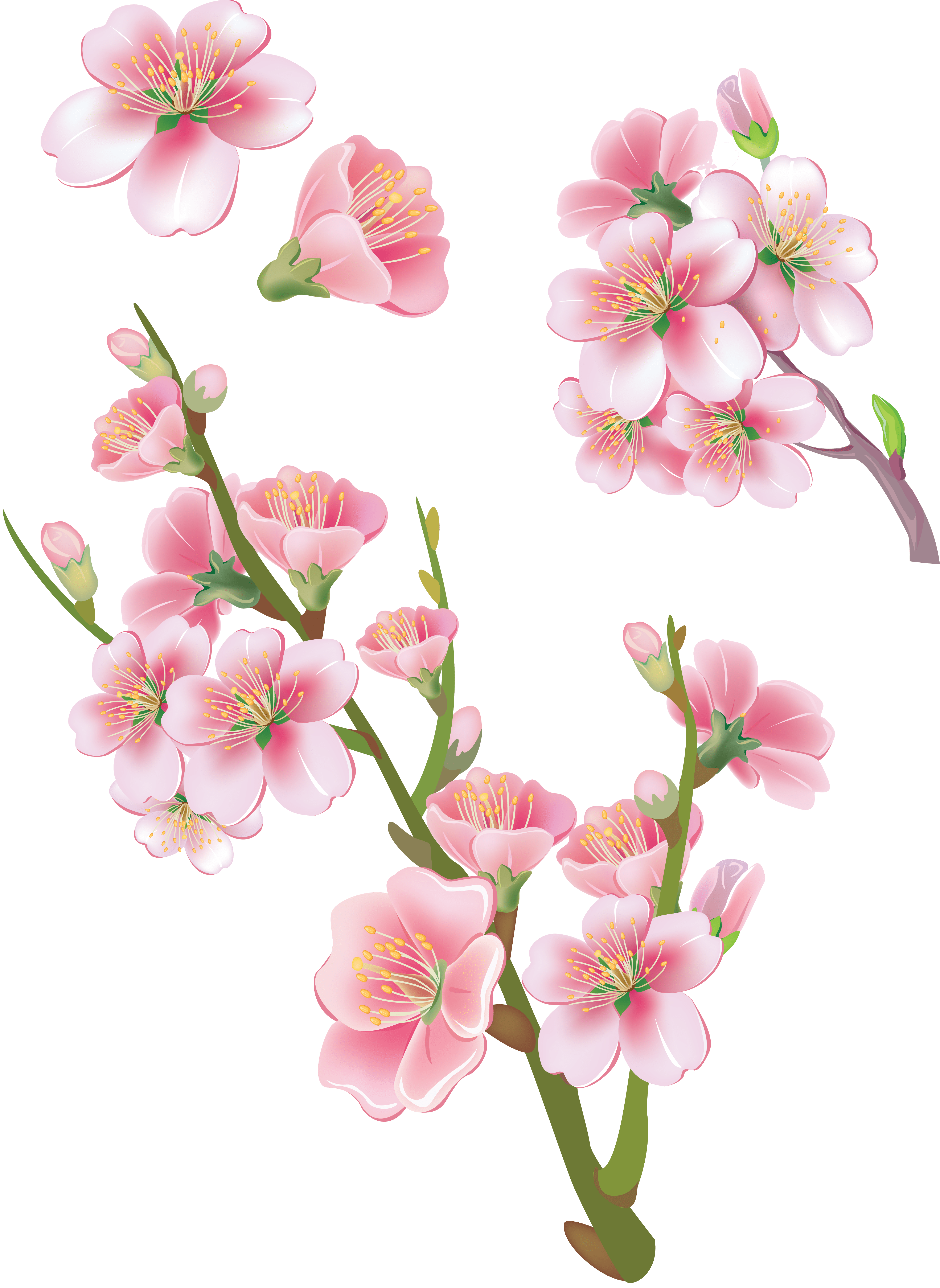 櫻花素材 櫻花素材 70套illustrator Qcpy