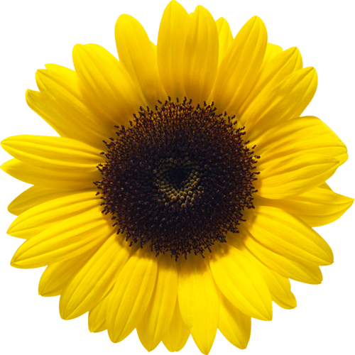 Free Gambar Flowers Clipart Background PNG Download 439 600 Free Terbaru by Lampunghits.com