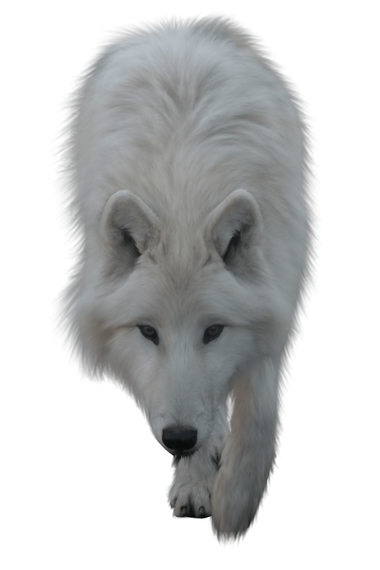 Wolf Png Image Free Picture Download