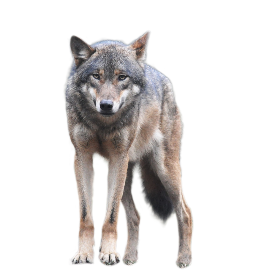 Wolf Png Image Free Picture Download