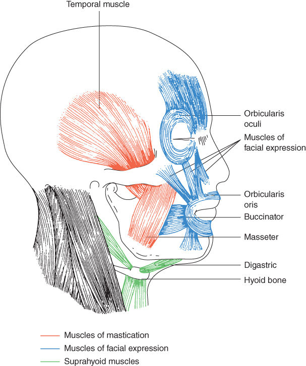Anatomy of the head, neck and skull Pocket Dentistry