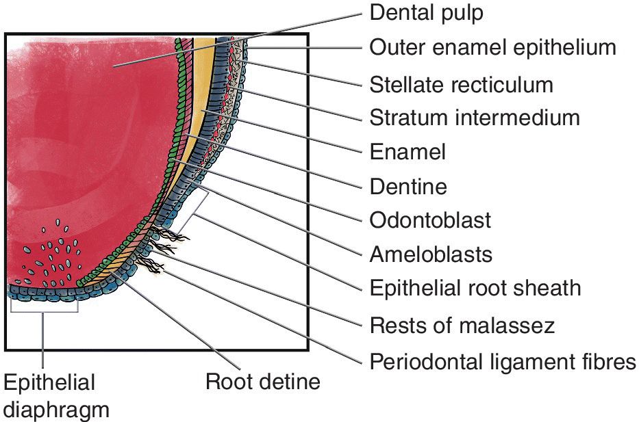 Growth and Development | Pocket Dentistry