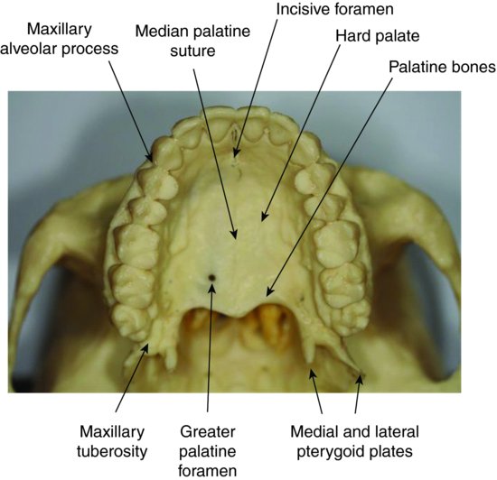 Maxillary tuberosity anatomy
