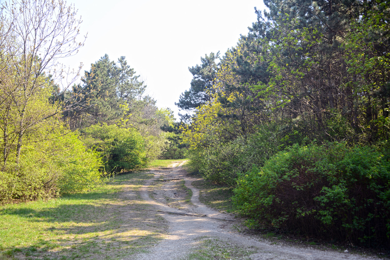 Desire path in Halmi-forest