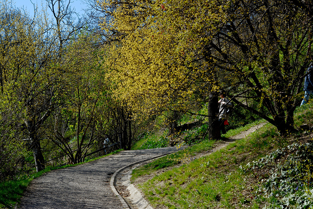 Desire path on Gellért Hill