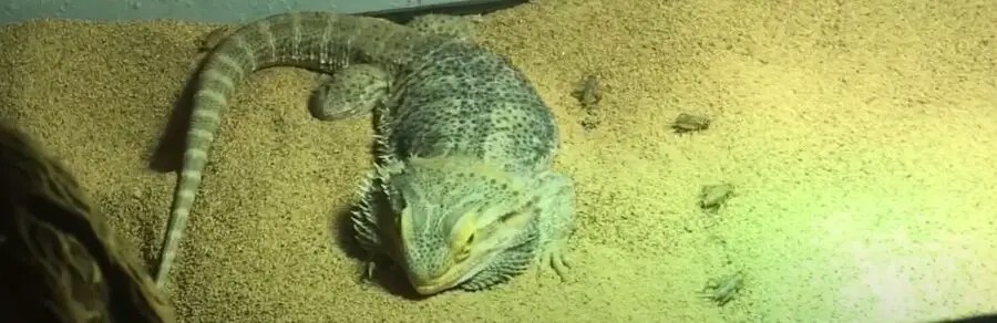 Do bearded dragons poop during brumation? how often?