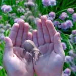 magic-leap