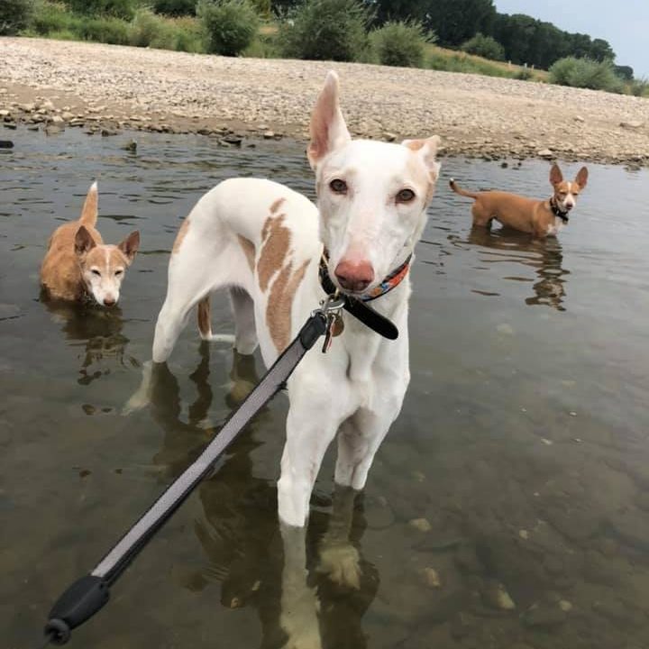 IOLANTE, Podenca Ibicenca, seit Juni 2019