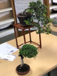 Bonsai bob will be back at this weekends market!! Bob S Bonsai Expo Point Arena High School
