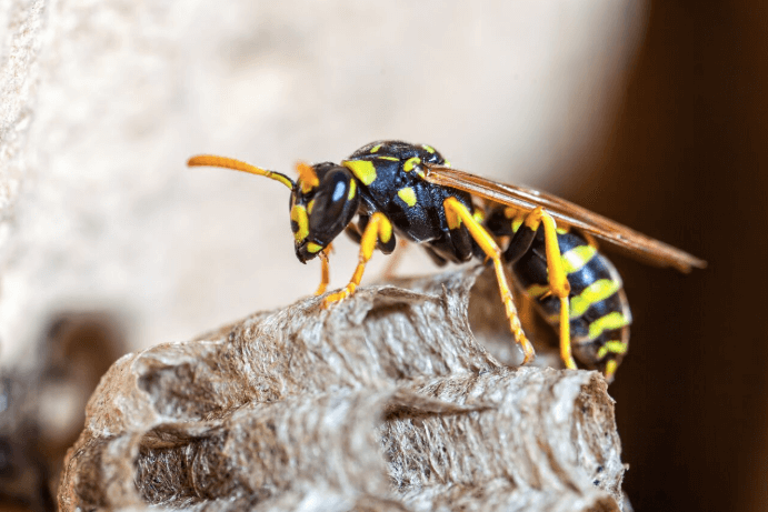 The plants that wasps hate: pointe pest control