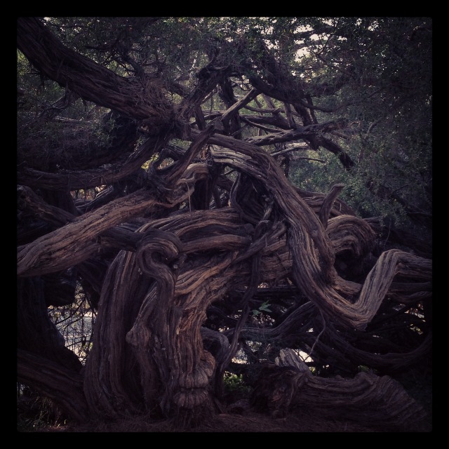 Golden Gate Park: Tangled