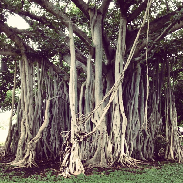 Banyan Tree