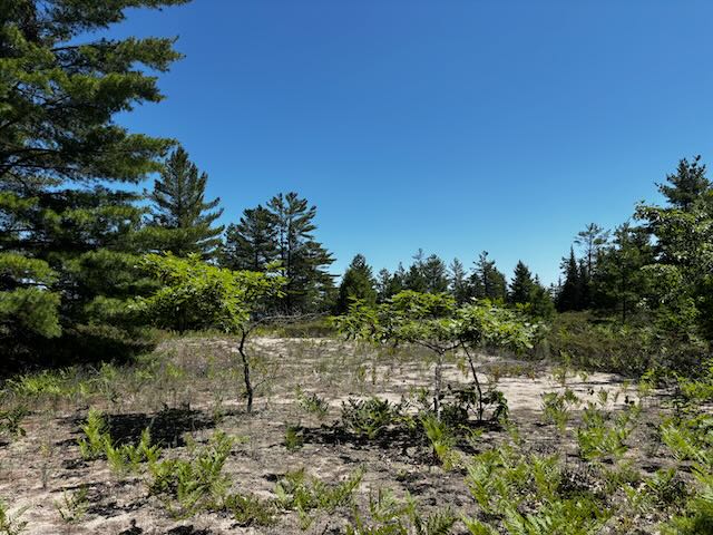 West side of lot facing East toward Lake Huron