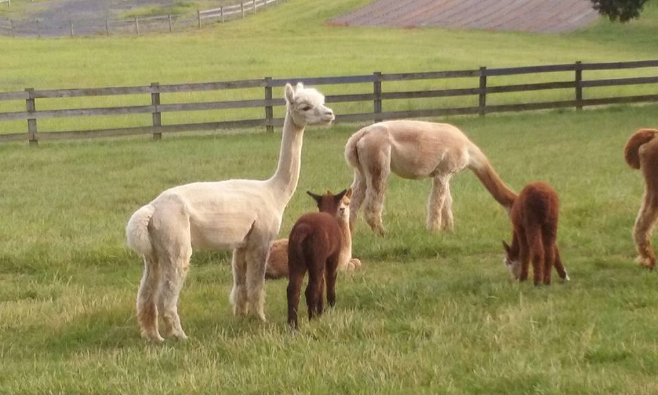 Photo Gallery Point of View Alpaca Farm