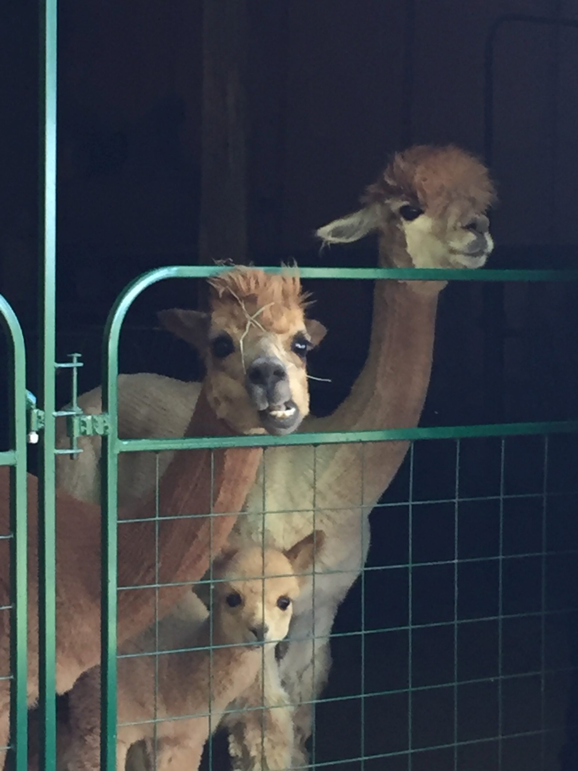 Photo Gallery Point of View Alpaca Farm