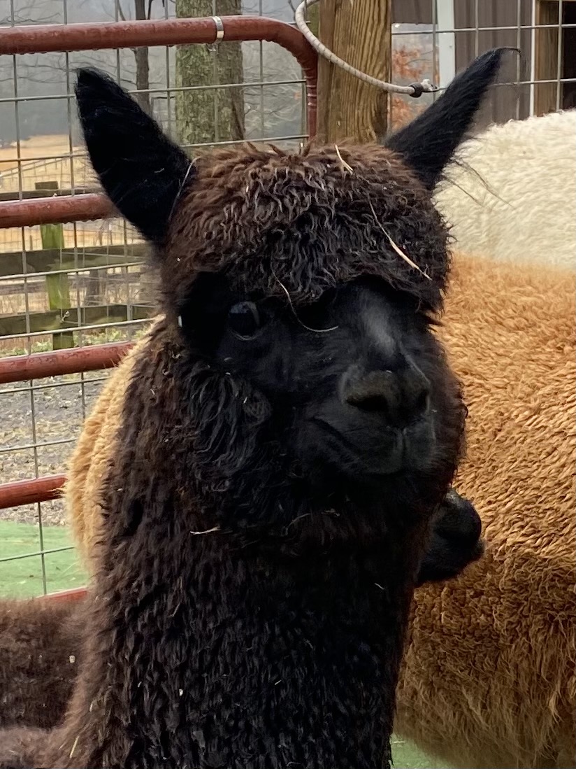 Meet the Herd Point of View Alpaca Farm