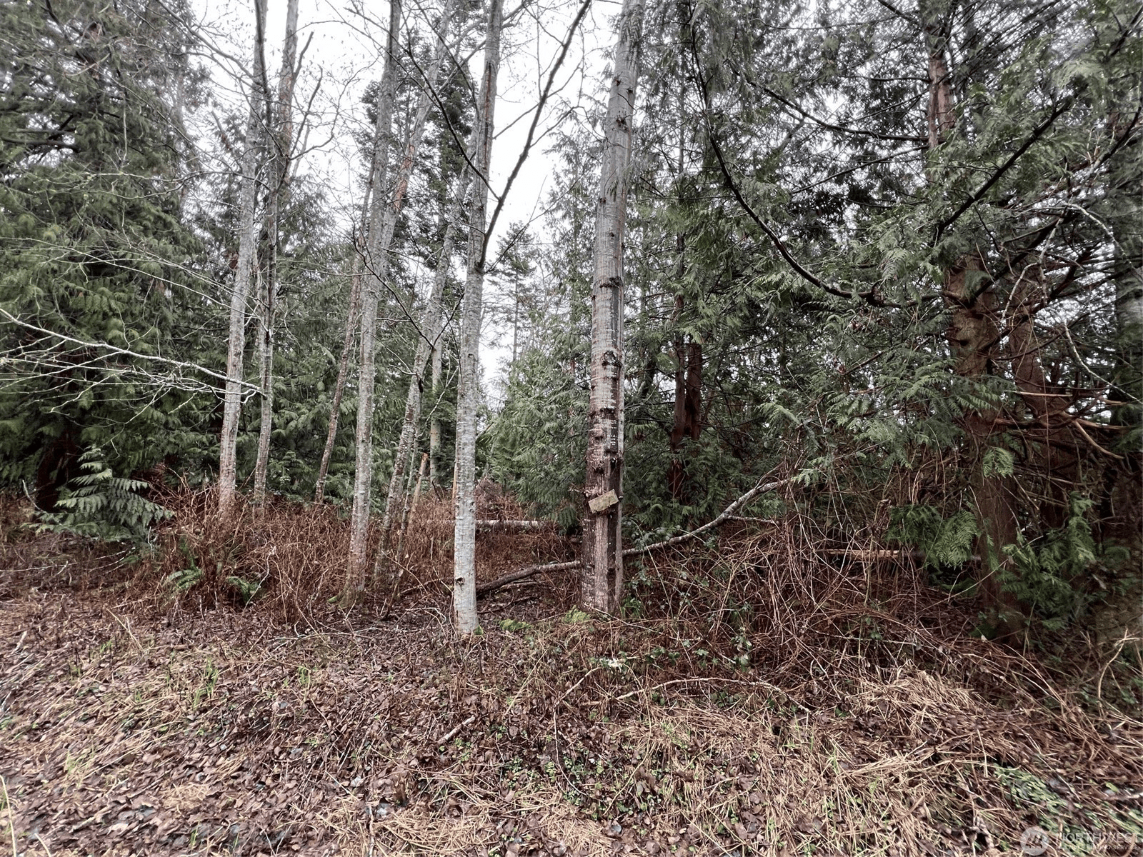 Lot 6 – Rex St, Point Roberts, WA 98281 – 0.2 Acres