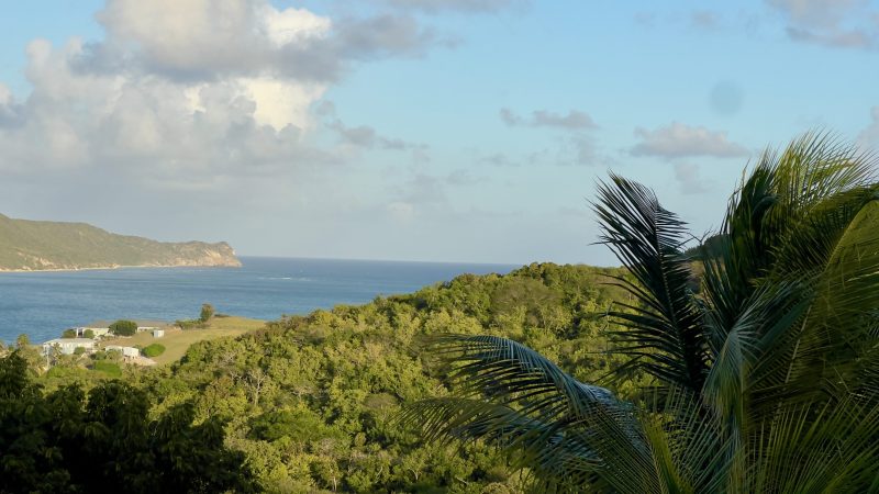Scenic coastal view with palm trees.
