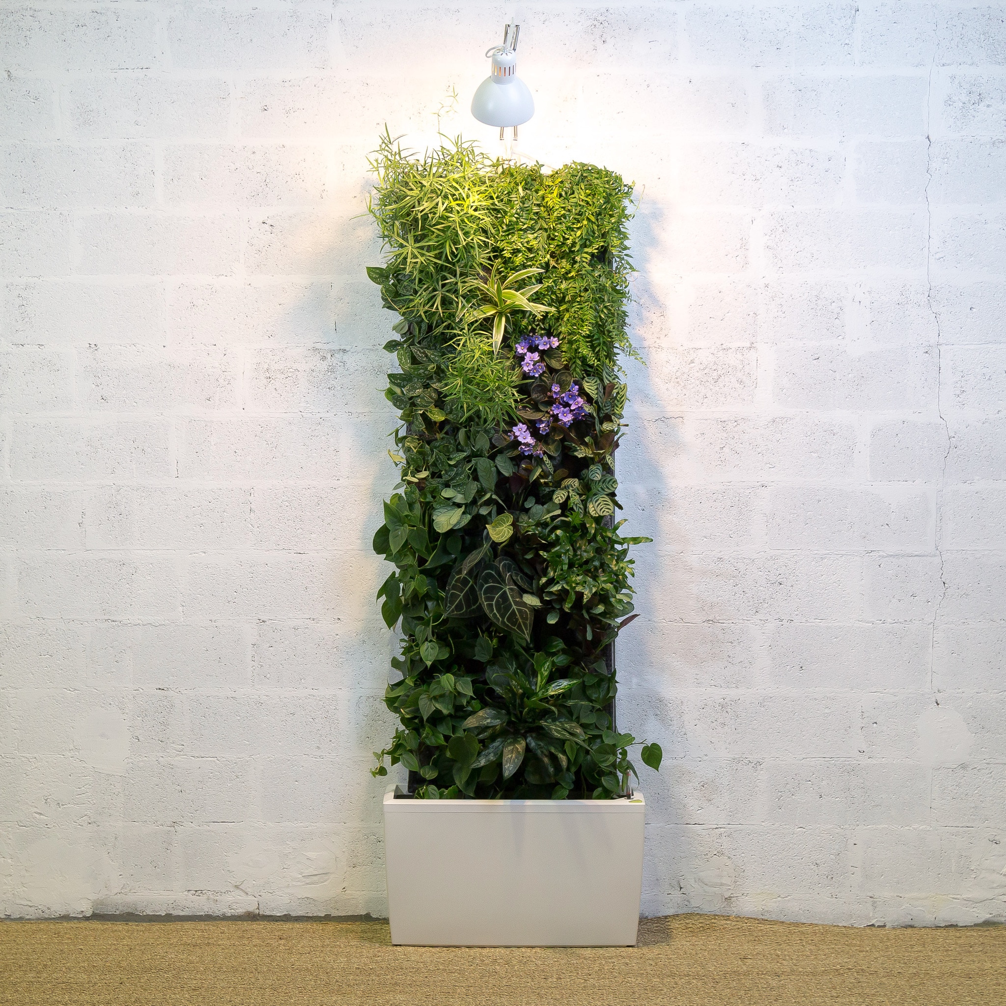 Mur végétal intérieur