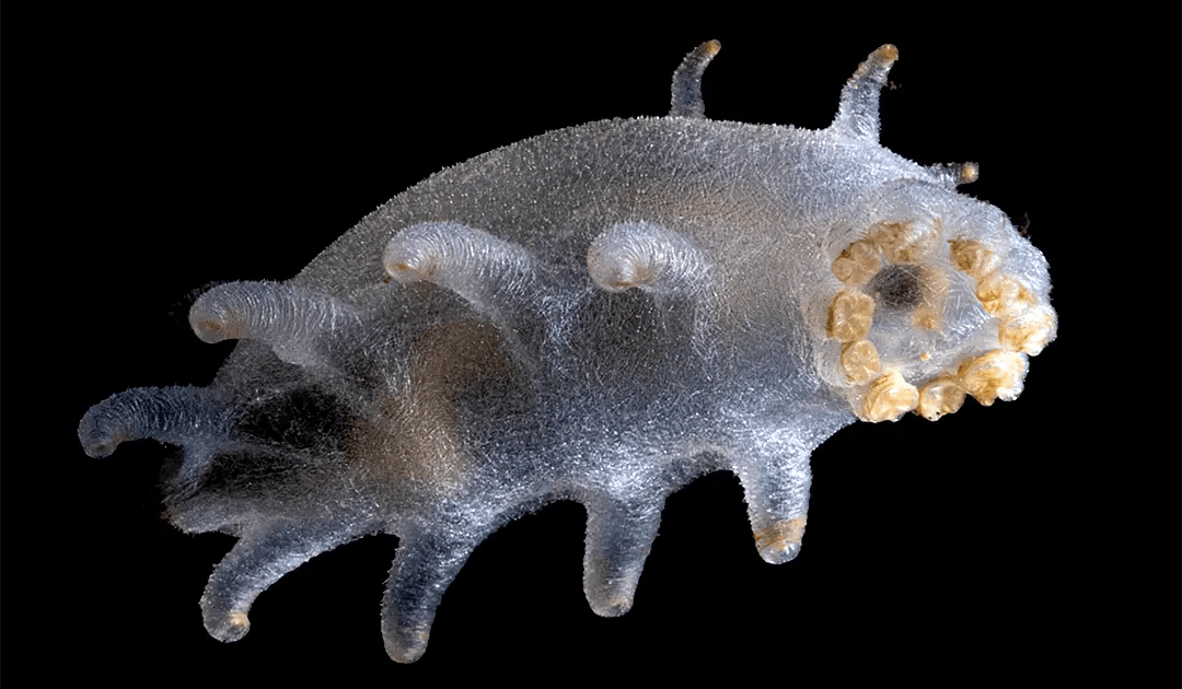 Deepest Ice Reef Teeming With Life Discovered in Greenland! | Ocean Exploration (2026)