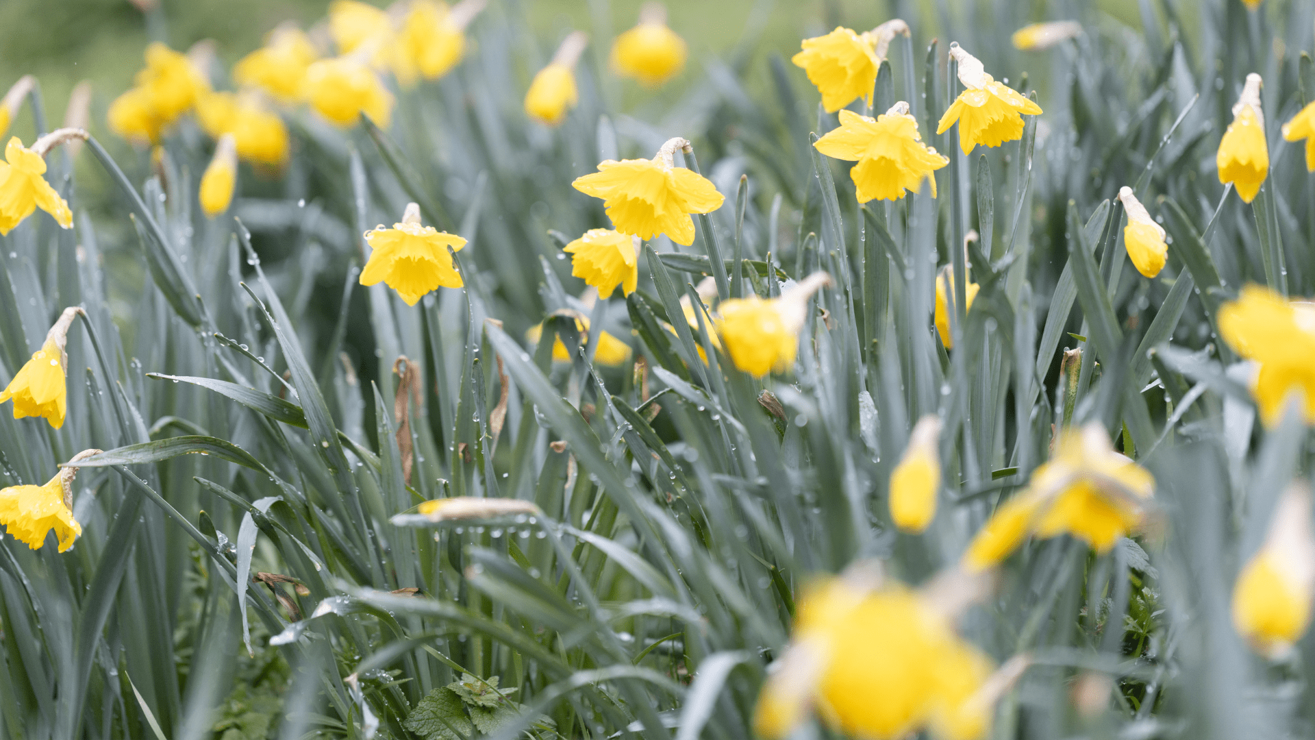 Flower field