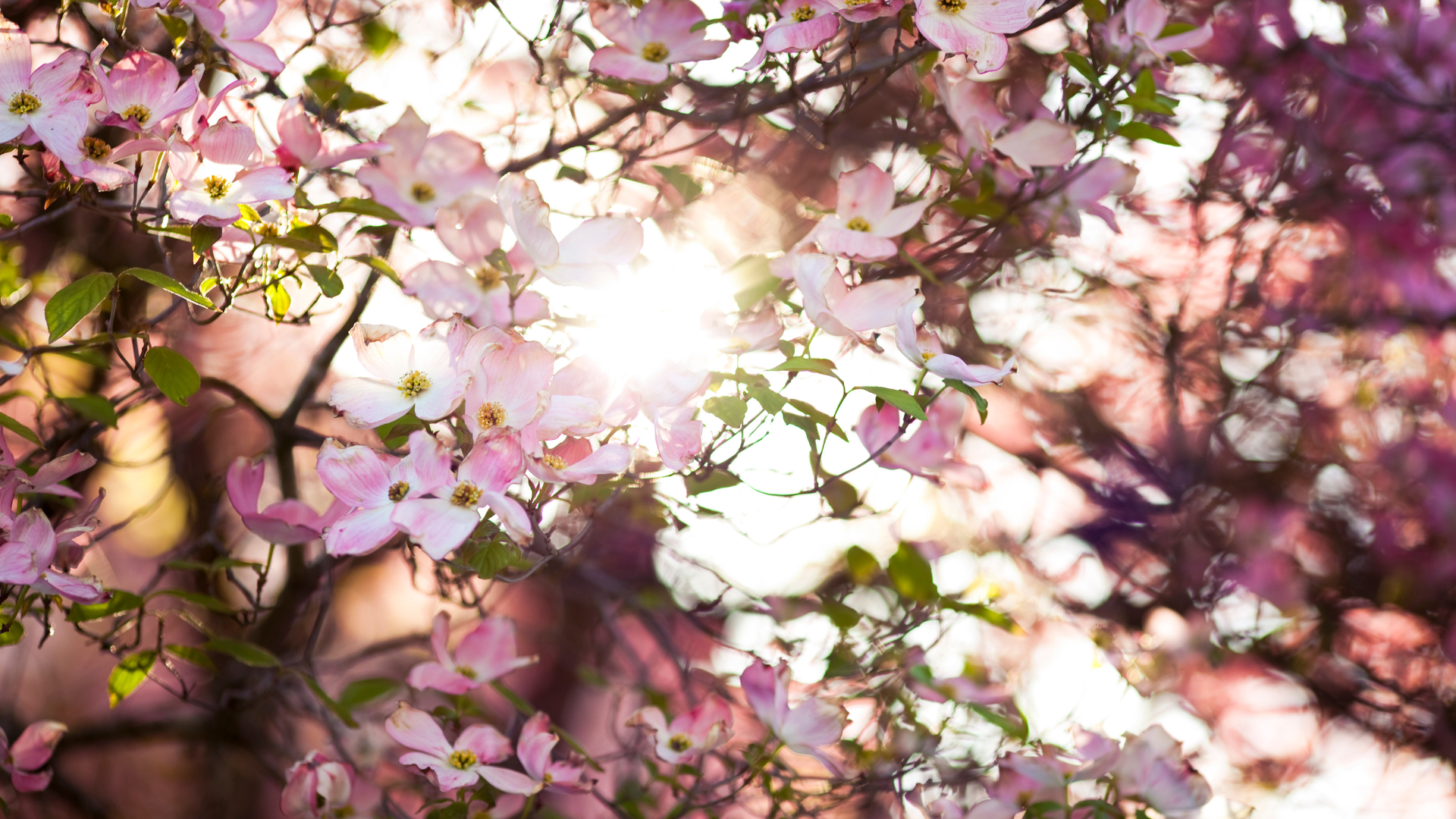 Flowers and the sun
