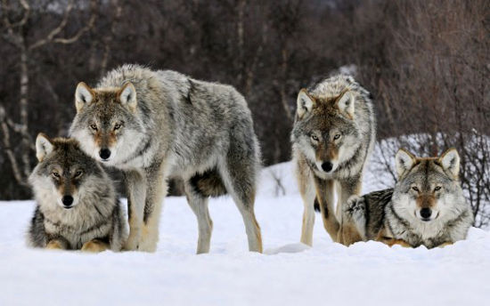Wolves