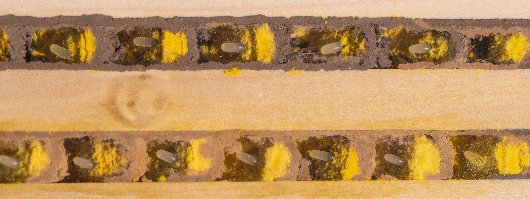 bh4
