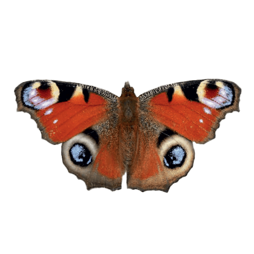 Peacock butterfly