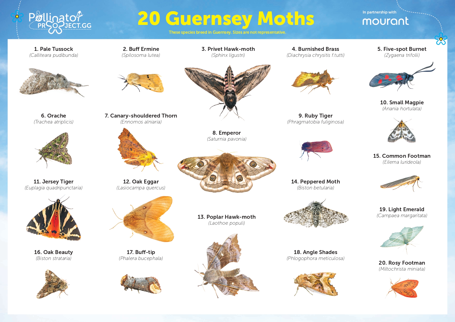 The Pollinator Project -Moth ID guide
