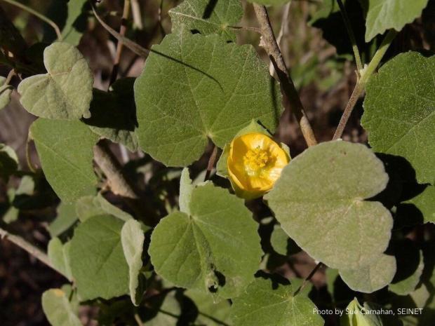 Plants 11 SHRUBBY DESERT MALLOW (ABUTILON ABUTILOIDES)