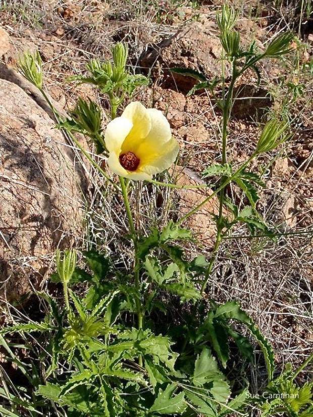 Plants 15 Arizona Rose Mallow (Hibiscus biseptus)