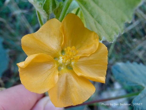 Plants 14 PARISH’S INDIAN MALLOW (ABUTILON PARISHII)