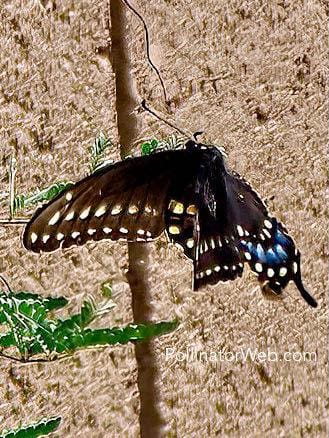 Black Swallowtail 
Papilio polyxenes