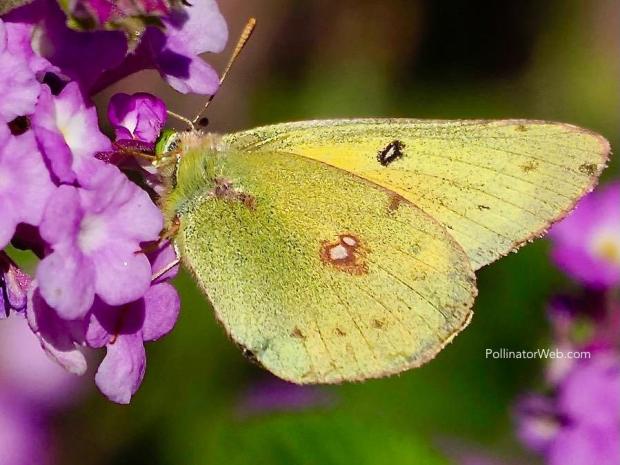 Clouded Sulphur 
Colias philodice