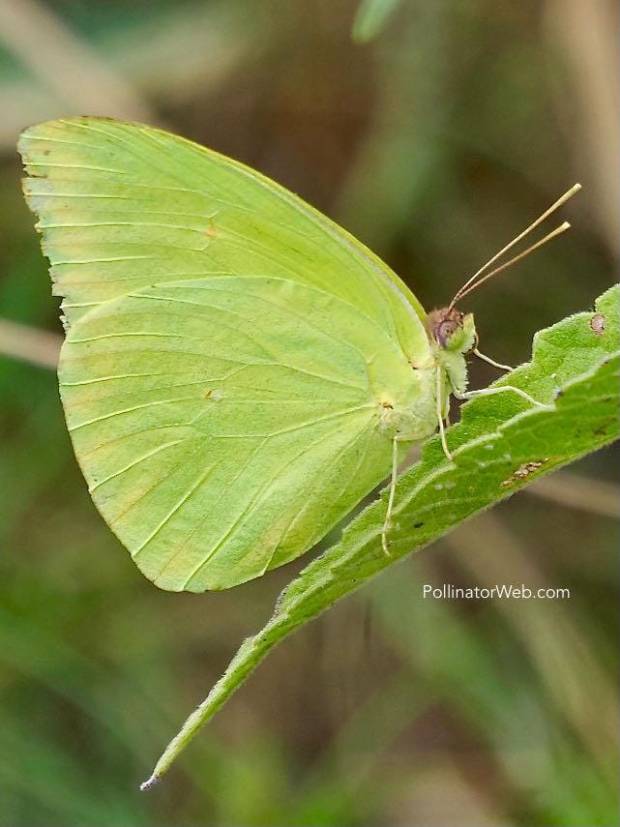 Cloudless Sulphur 
Phoebis sennae