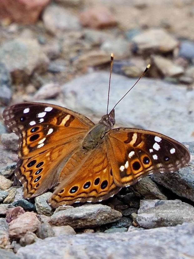 empress leilia 1 PollinatorWeb