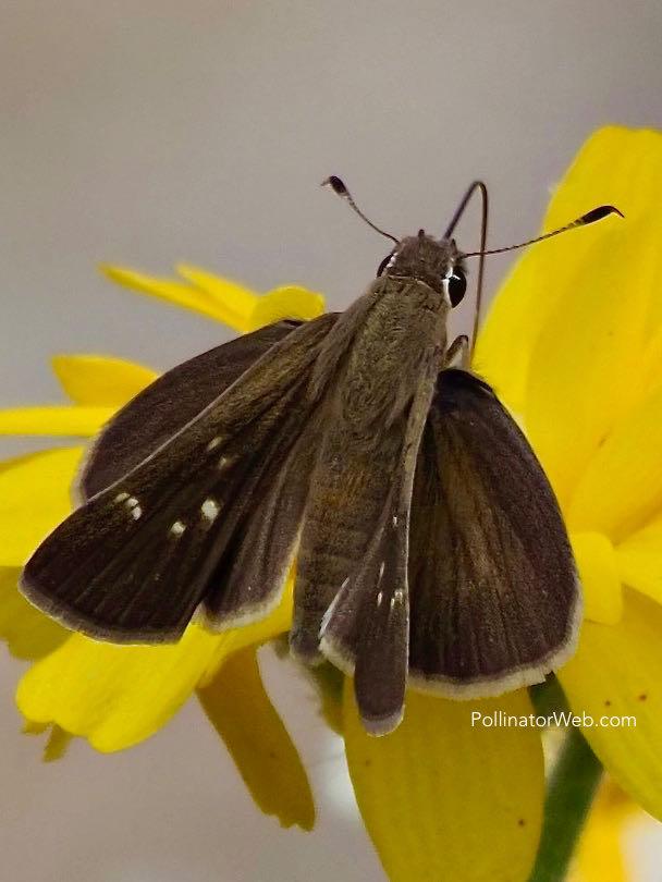 Eufala Skipper 
Lerodea eufala