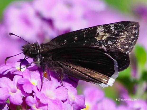 Funereal Duskywing butterfly