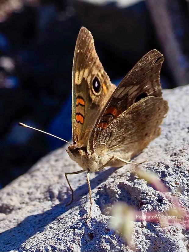 grey buckeye butterfly (Junonia grisea)