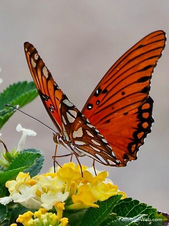 gulf fritillary 4x3 1 PollinatorWeb