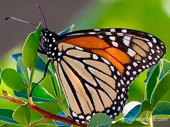 monarch 4x3 1 PollinatorWeb
