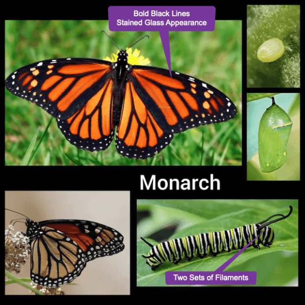 Monarch butterfly, chrysalis, caterpillar
Pollinator Web