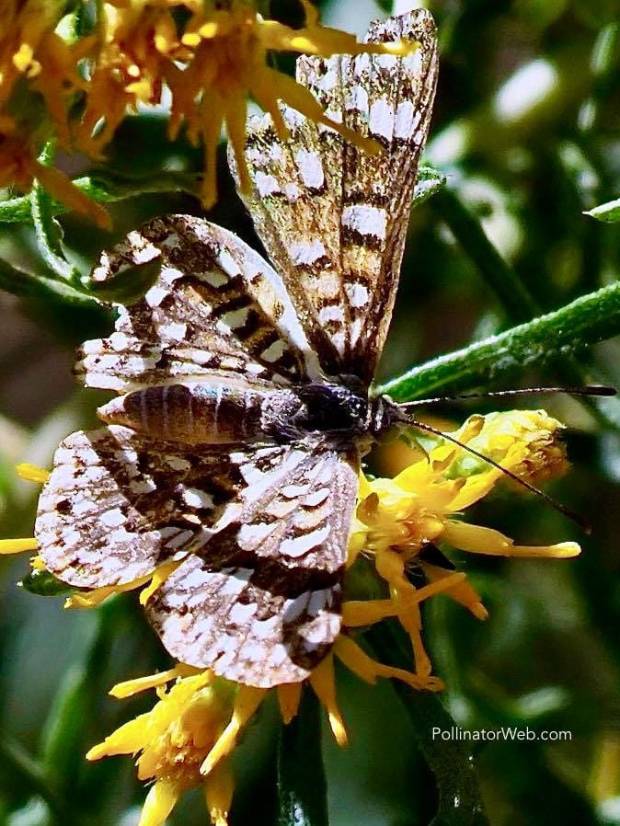 Palmer's Metalmark 
Apodemia palmeri
