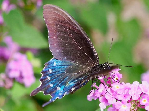 Pipevine Swallowtail 
Battus philenor
